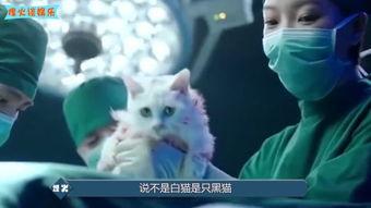 黑猫迷情在线观看,探寻神秘魅力的奇幻之旅